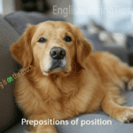 A dog sitting on a couch illustrating the preposition of position "on"