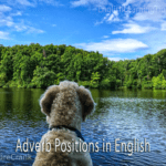 A fluffy dog looks out over a calm lake and green forest with the text "Adverb Positions in English" overlaid on the image.