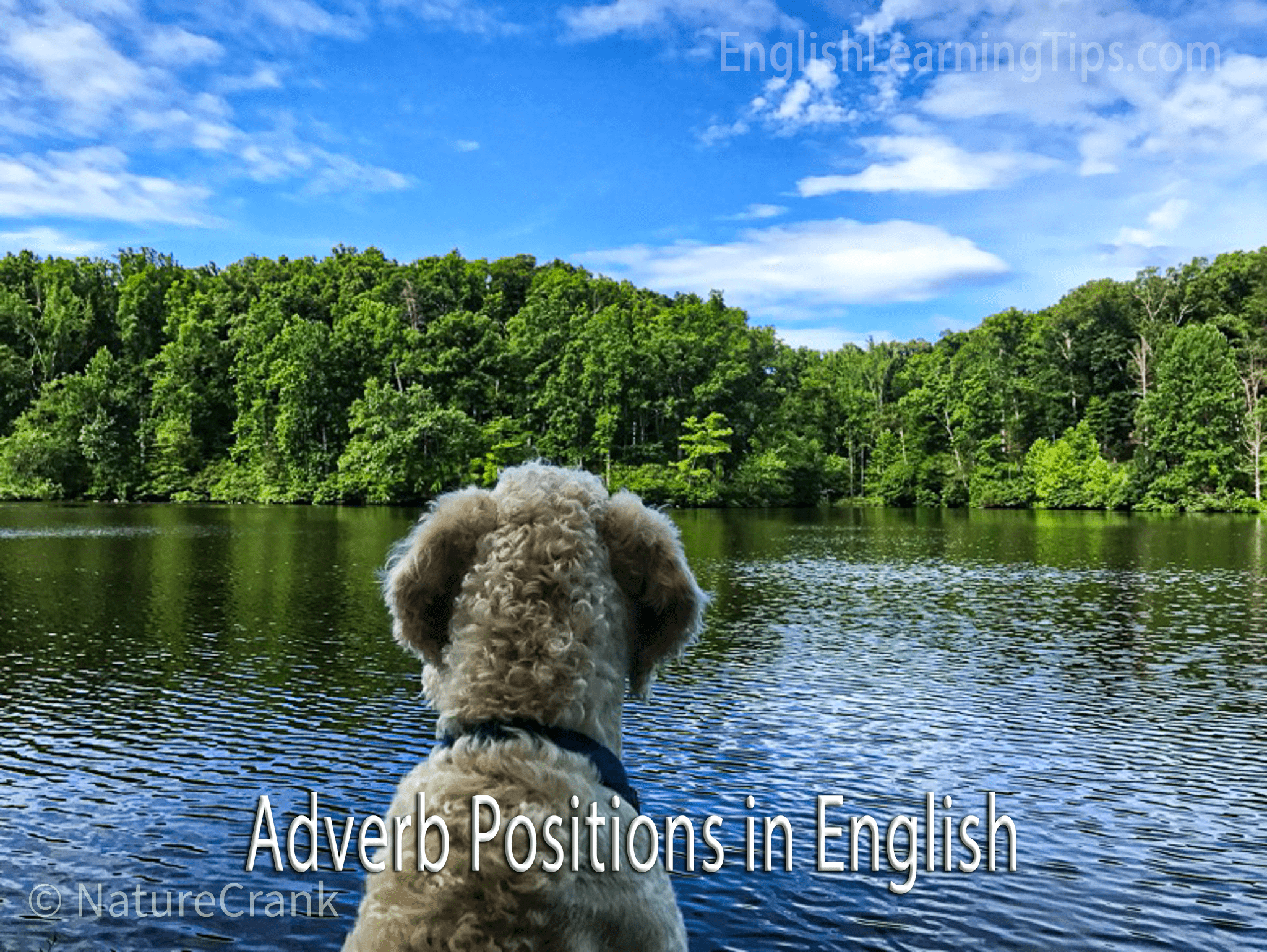 A fluffy dog looks out over a calm lake and green forest with the text "Adverb Positions in English" overlaid on the image.