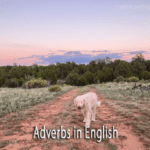 A white poodle walks along a dirt path in a scenic landscape with the text "Adverbs in English" overlaid on the bottom center.