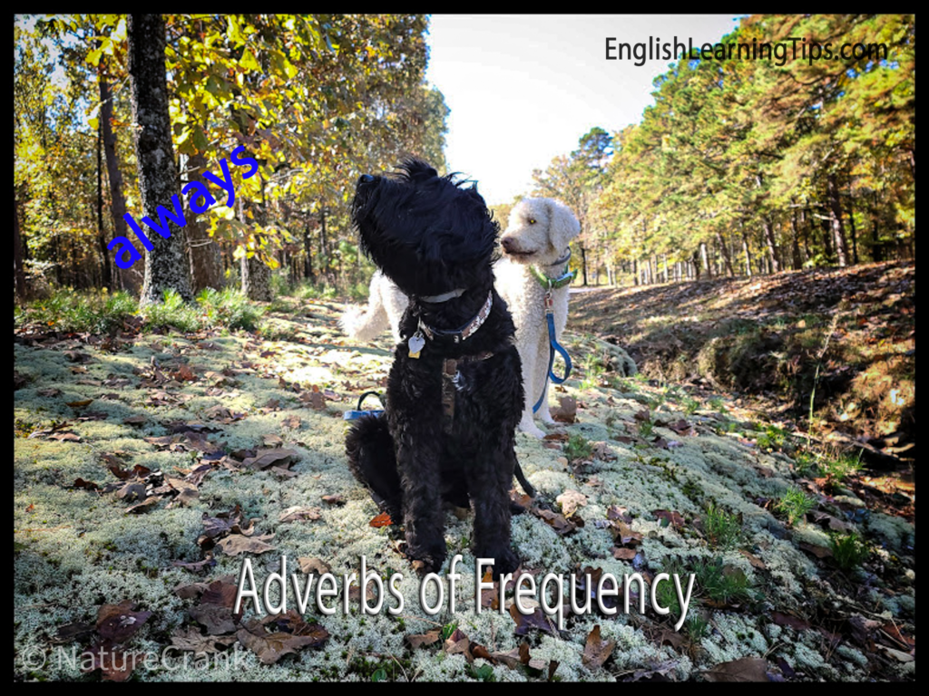 Adverbs of frequency: Rules, placement, and examples – English Learning ...