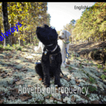 Two dogs in a wooded area illustrating adverbs of frequency English grammar guide.
