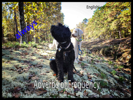 Adverbs of frequency: Rules, placement, and examples – English Learning ...