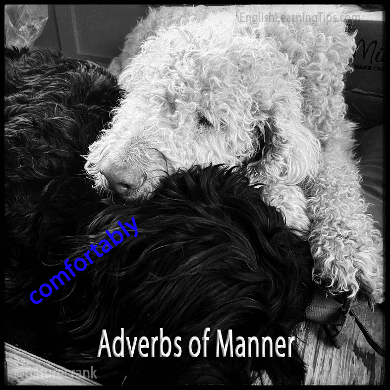 A black and white photo of two curly-haired dogs sleeping together with the text "comfortably" and "Adverbs of Manner" overlaid.