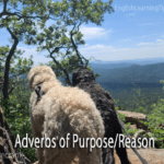 Two dogs standing on a mountain overlook with text overlaying the image that reads "Adverbs of Purpose/Reason."