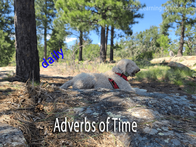 Educational image defining Adverbs of Time, featuring a dog in a forest setting with example text.