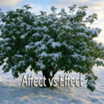A green leafy tree covered in snow in a winter field with the text overlay "Affect vs Effect."