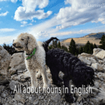 Two dogs, one white and one black, standing on a rocky mountain ridge with a scenic valley background, featuring the text "All about nouns in English."