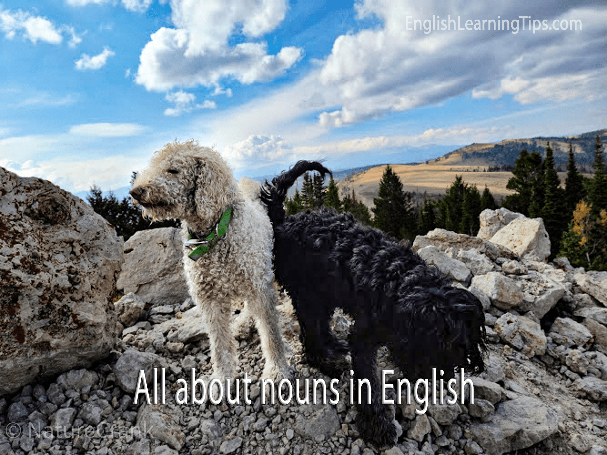 Two dogs, one white and one black, standing on a rocky mountain ridge with a scenic valley background, featuring the text "All about nouns in English."
