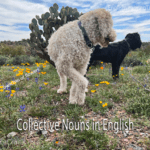 Two dogs standing in a desert field with blooming bunches of yellow and blue flowers and a large cactus in the background.