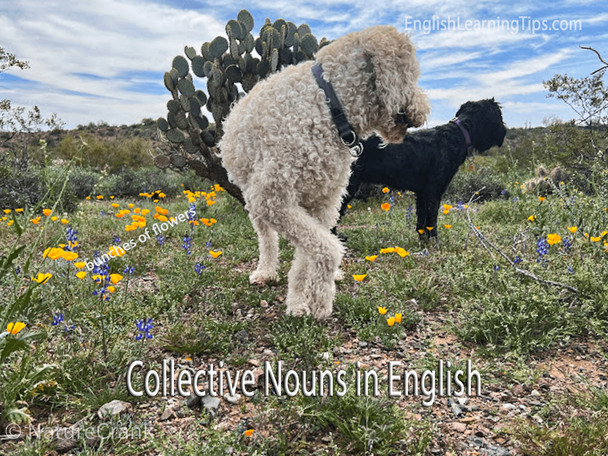 Two dogs standing in a desert field with blooming bunches of yellow and blue flowers and a large cactus in the background.