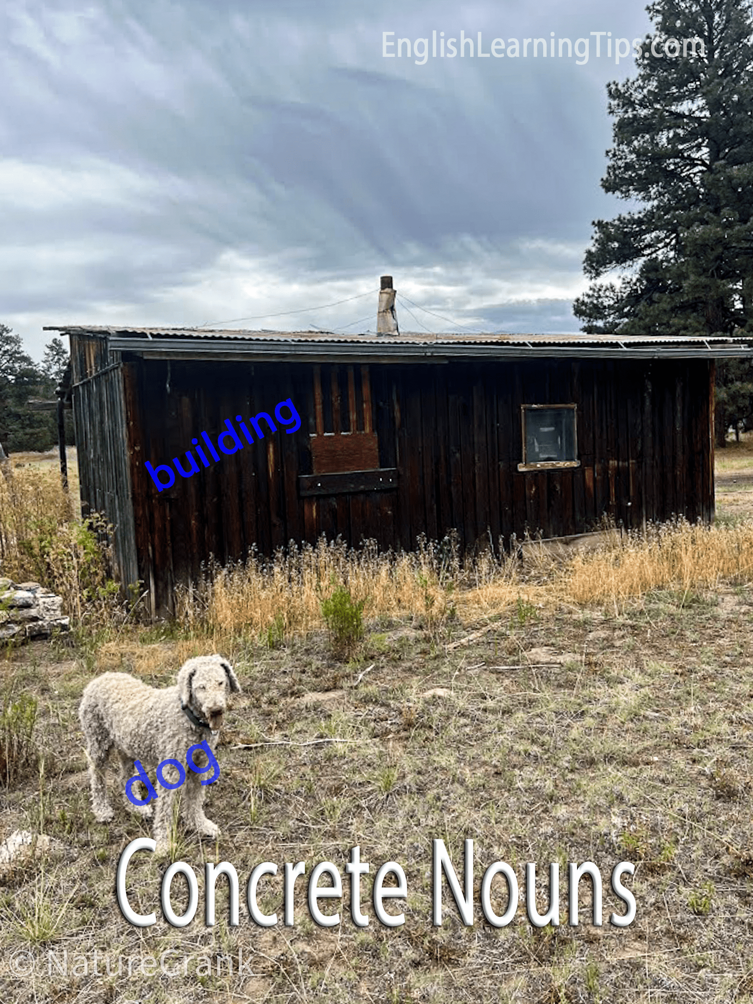 A dog and a wooden building in a field used as examples of concrete nouns.
