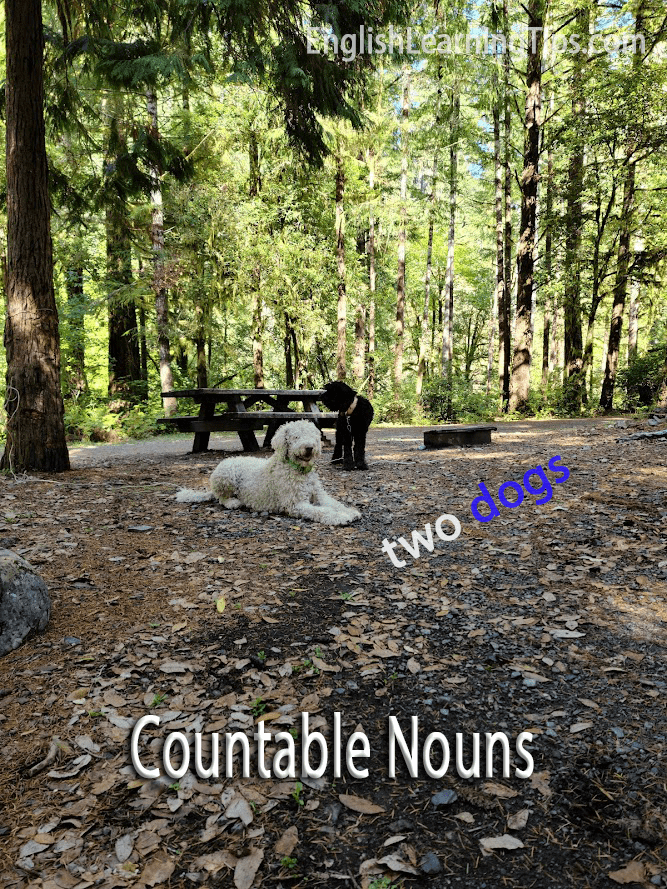 wo dogs in a forest clearing next to a picnic table, used as an example of countable nouns.