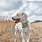 A white dog with a green collar standing in a grassy field with the text "English Vocabulary for Pets."