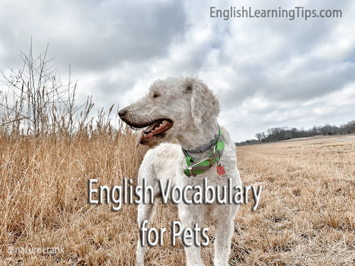 A white dog with a green collar standing in a grassy field with the text "English Vocabulary for Pets."
