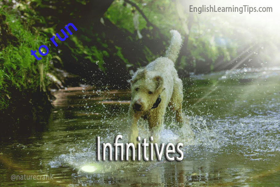 A dog running through a stream with the text "Infinitives" and "to run," illustrating the base form of a verb.