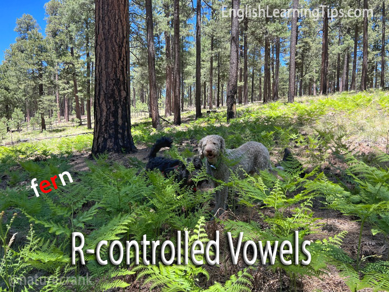 A white dog and a black dog standing in a field of green ferns in a forest, with the word "fern" in red text and "R-controlled Vowels" at the bottom.