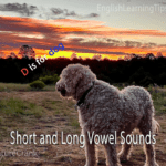 A curly-haired dog standing in a field at sunset with text overlay reading "Short and Long Vowel Sounds" and "D is for dog."