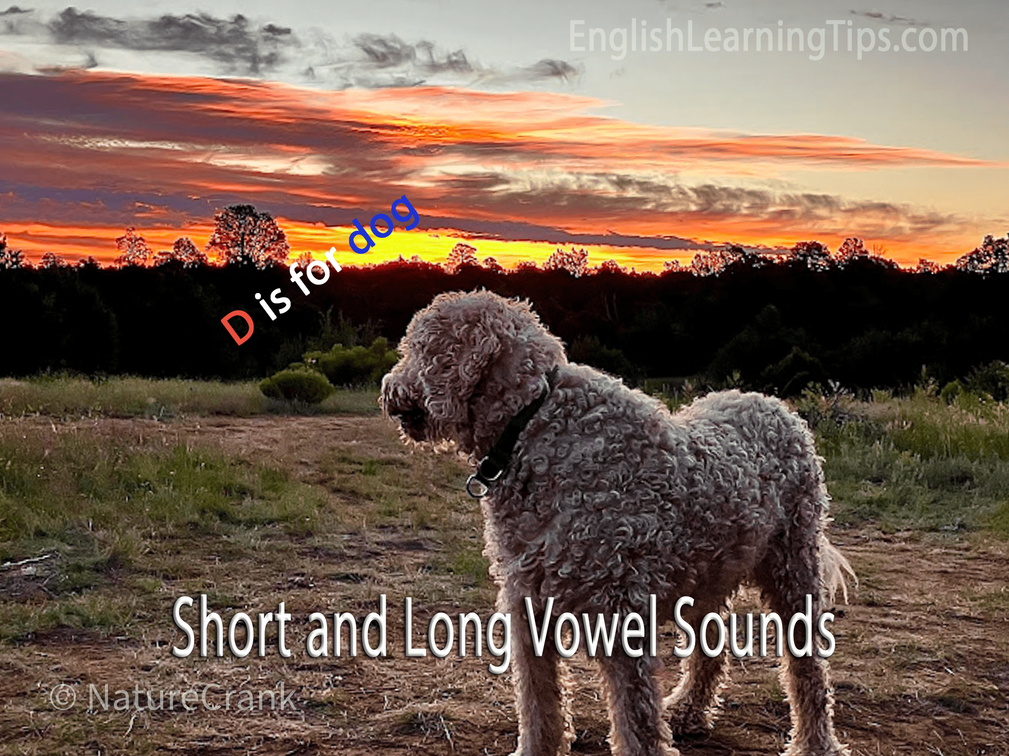 A curly-haired dog standing in a field at sunset with text overlay reading "Short and Long Vowel Sounds" and "D is for dog."