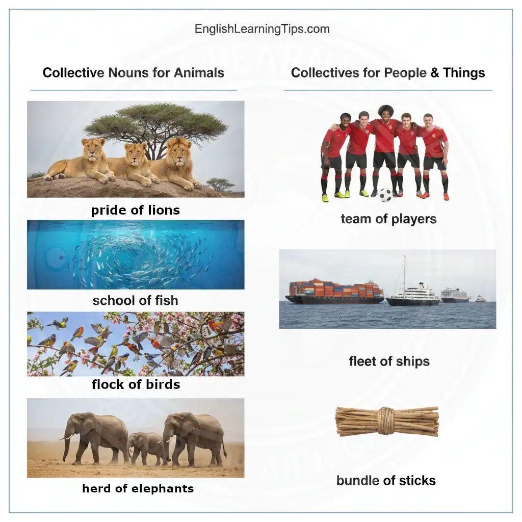 An infographic showing collective noun examples including a pride of lions, a school of fish, a flock of birds, a herd of elephants, a team of players, a fleet of ships, and a bundle of sticks.
