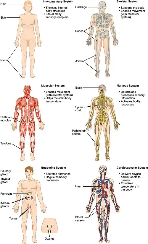 A medical diagram showing the circulatory, respiratory, digestive, nervous, musculoskeletal, and integumentary systems for clinical study.
