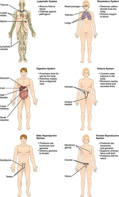A diagram illustrating the endocrine, immune, lymphatic, urinary, reproductive, and hematologic systems for medical professionals.
