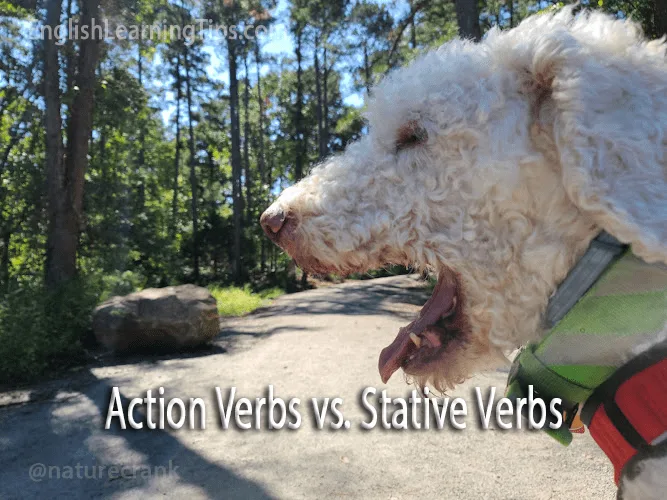 Action Verbs vs. Stative Verbs