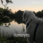 A white dog looking at a lake with text overlay that reads "Homonyms" to illustrate the dog bark vs tree bark example.