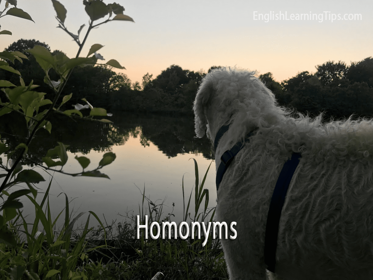 A white dog looking at a lake with text overlay that reads "Homonyms" to illustrate the dog bark vs tree bark example.