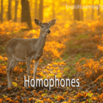A deer standing in a golden forest with the word Homophones centered at the bottom to illustrate the homophone pair dear and deer.