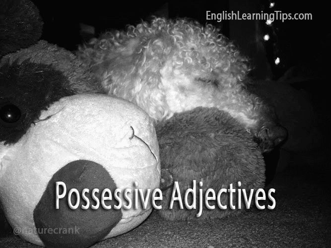 A white curly-haired dog sleeping on a plush toy with the text overlay "Possessive Adjectives" to demonstrate grammar usage.