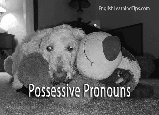 A fluffy dog resting its head on a large stuffed toy animal, illustrating the concept of possessive pronouns.