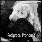 A black dog and a white dog cuddling together to demonstrate a mutual relationship, used as an example of reciprocal pronouns.