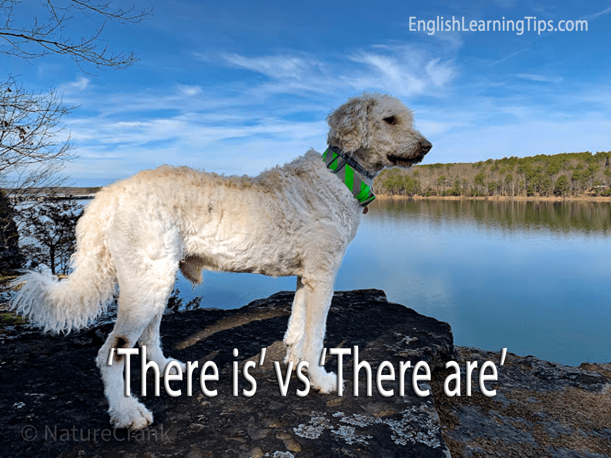 A large white dog standing on a rock by a lake with text overlay saying there is vs there are.