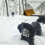 A fluffy black dog with a snowy face standing in deep snow next to a silver camping trailer and a tent graphic.
