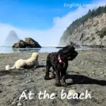 Two dogs standing on a sandy and rocky beach looking out at the ocean with cliffs in the background.