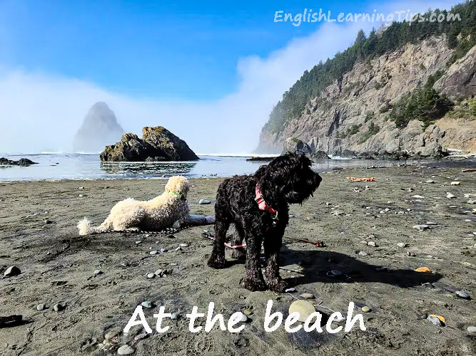 Two dogs standing on a sandy and rocky beach looking out at the ocean with cliffs in the background.