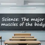 A blackboard in a classroom that says, "Science the major muscles of the body"