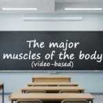 The major muscles of the body video based lesson