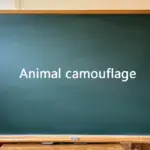 A green classroom chalkboard with the text "Animal camouflage" written in the center.