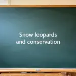 A green chalkboard in a classroom with the text Snow Leopards and Conservation written in the center.
