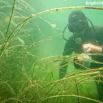 A scuba diver in a wetsuit using underwater equipment to remove invasive water weeds from a river bed.