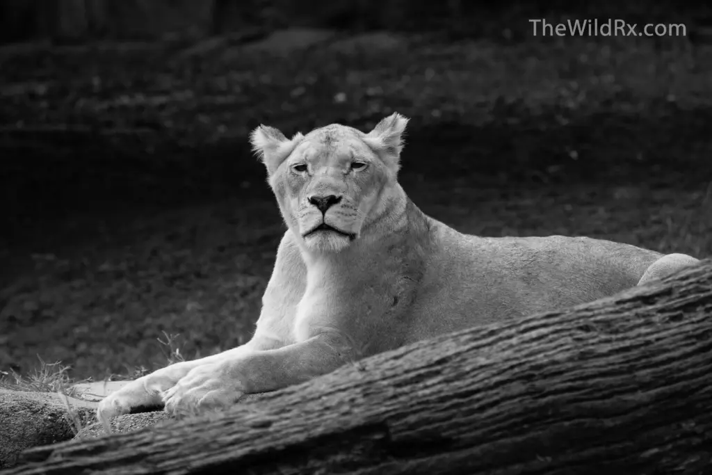 Black and white photography