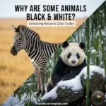 A split-screen image showing a zebra standing in a grassy field on the left and a giant panda sitting among snow-covered rocks and bamboo on the right, illustrating natural black and white camouflage.