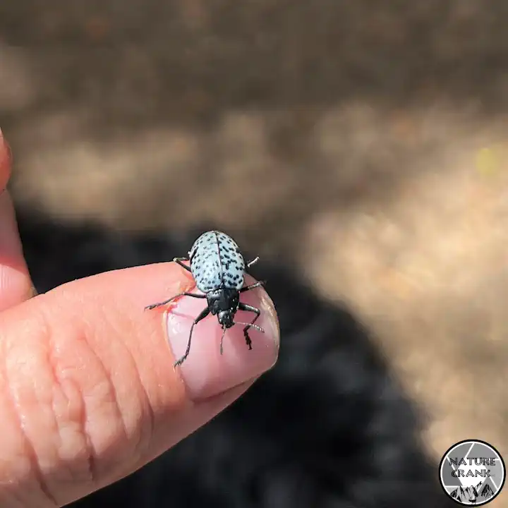 A close-up view of a small white and black spotted ironclad beetle resting on a human thumb during an outdoor nature exploration trip.