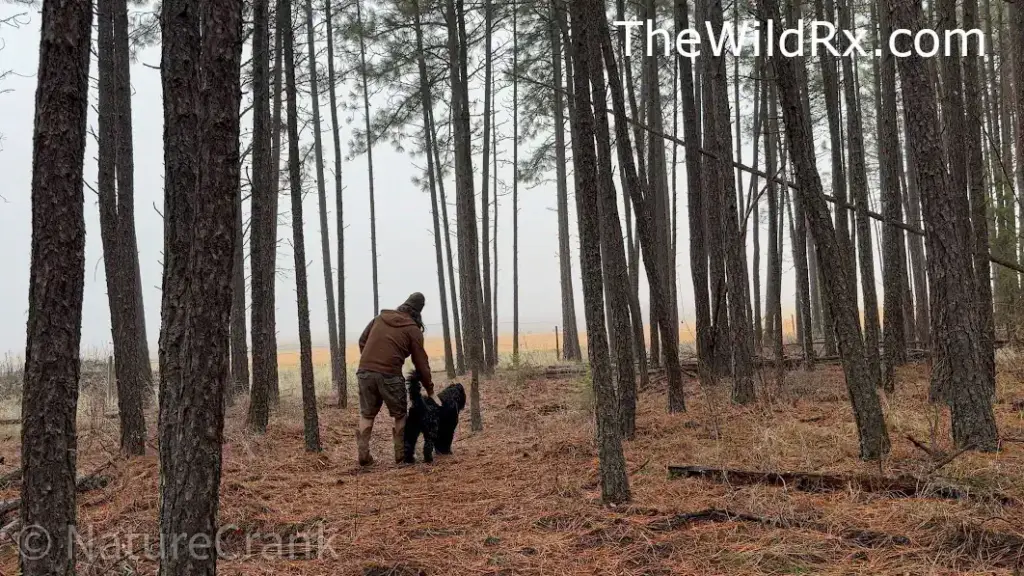 A person in a brown hoodie and shorts stands with a large black dog on a pine needle path surrounded by tall pine trees during an outdoor hike.